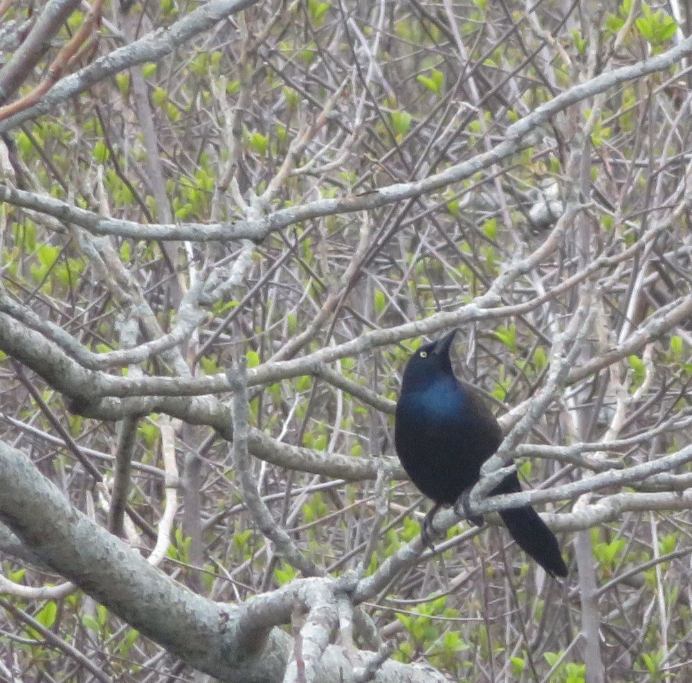 Common Grackle - ML618439997