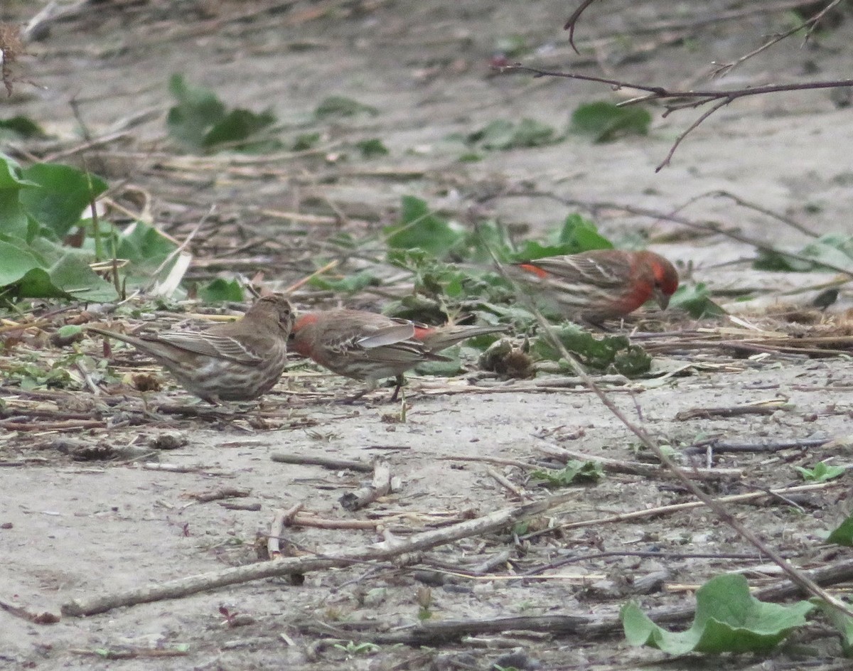 House Finch - ML618440055