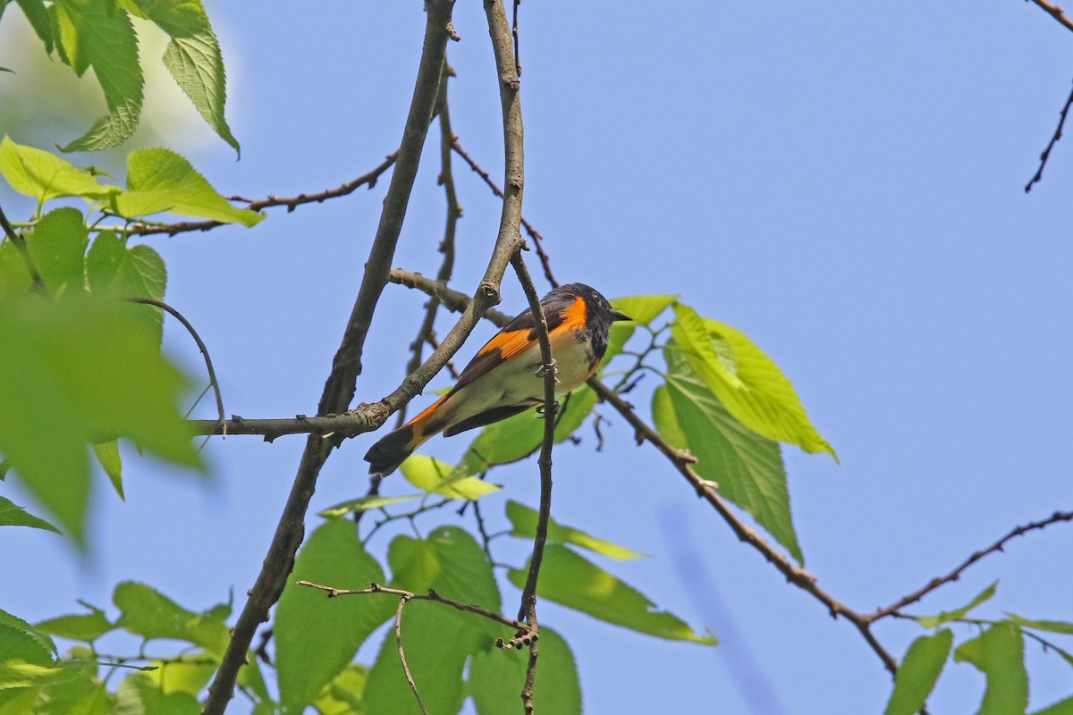 American Redstart - John Skene