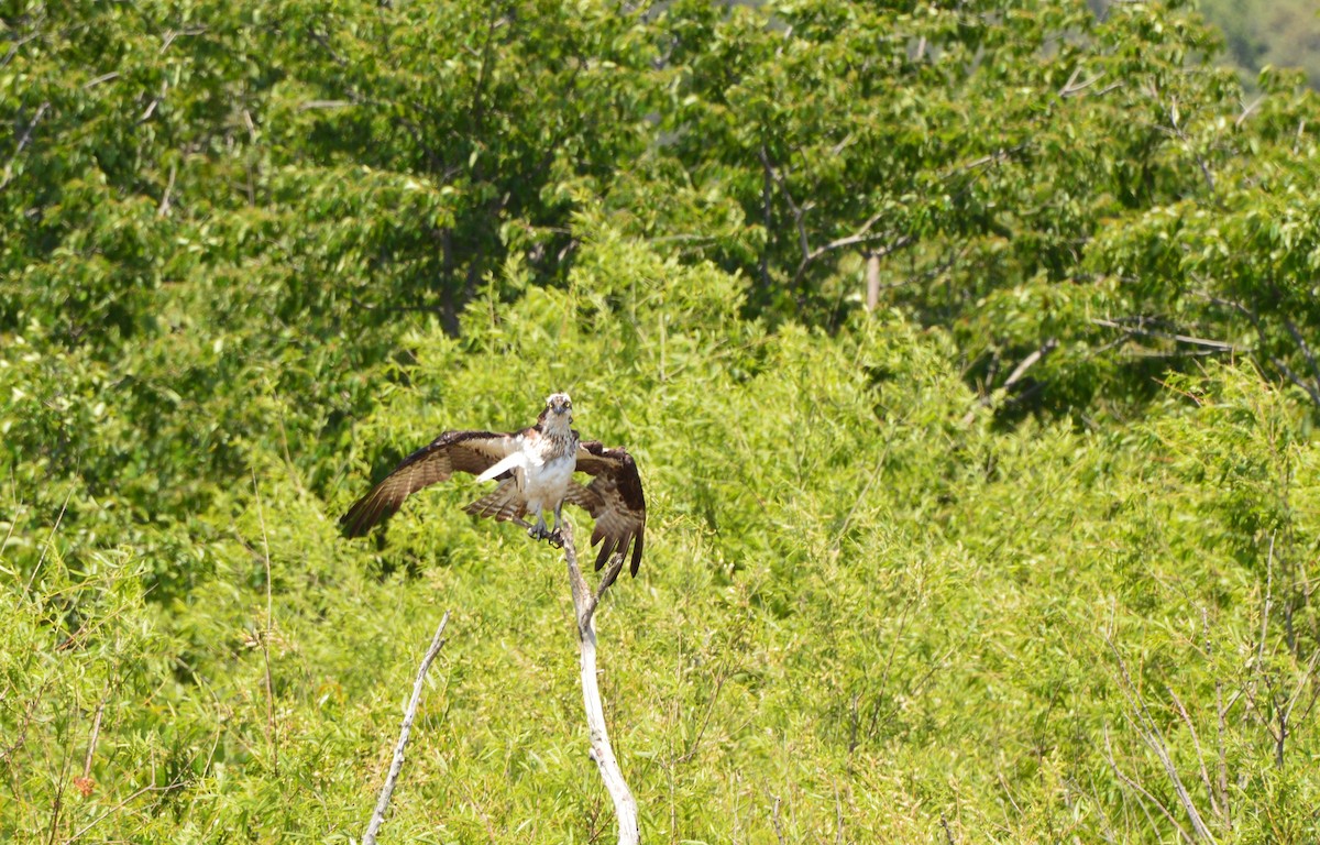 Águila Pescadora - ML618440113