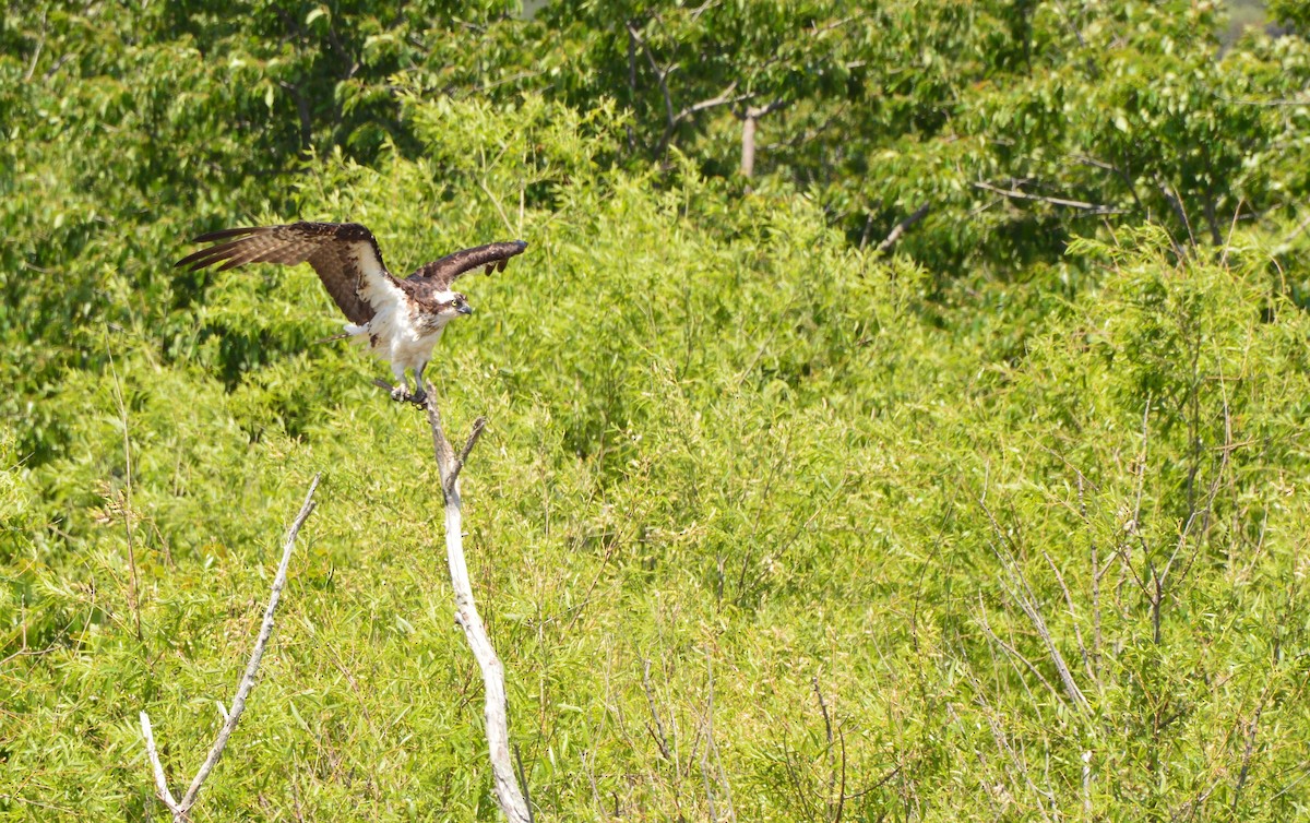 Balbuzard pêcheur - ML618440114