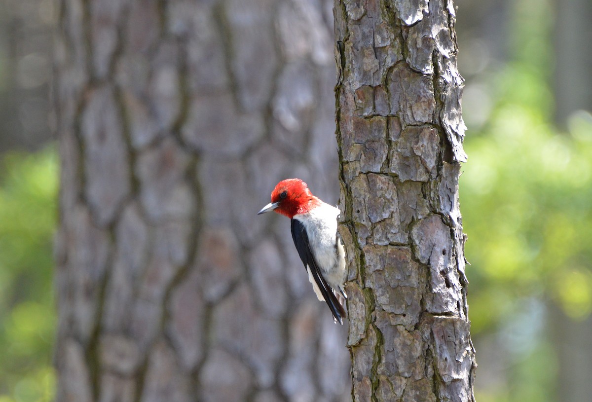 Pic à tête rouge - ML618440123