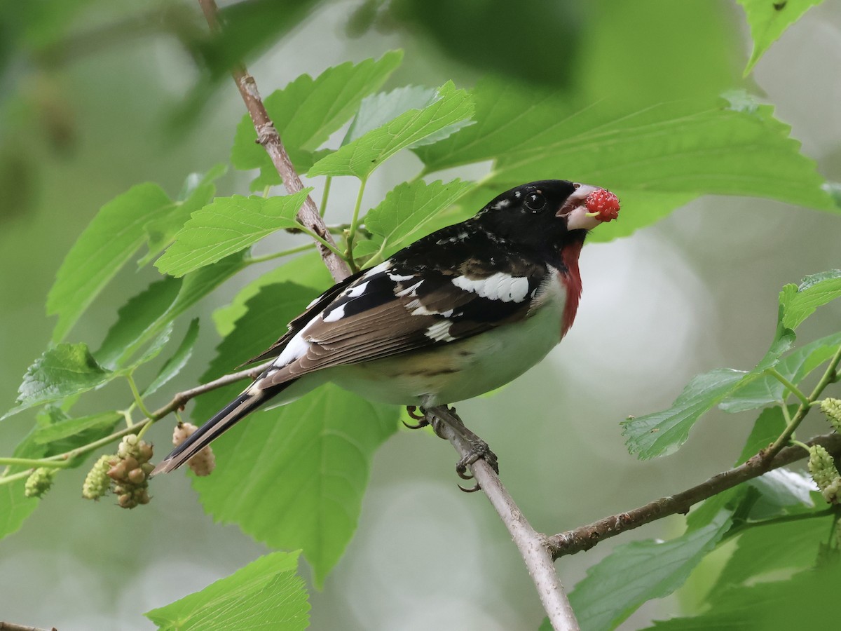 Rose-breasted Grosbeak - Amy Bishop & Doug Booher