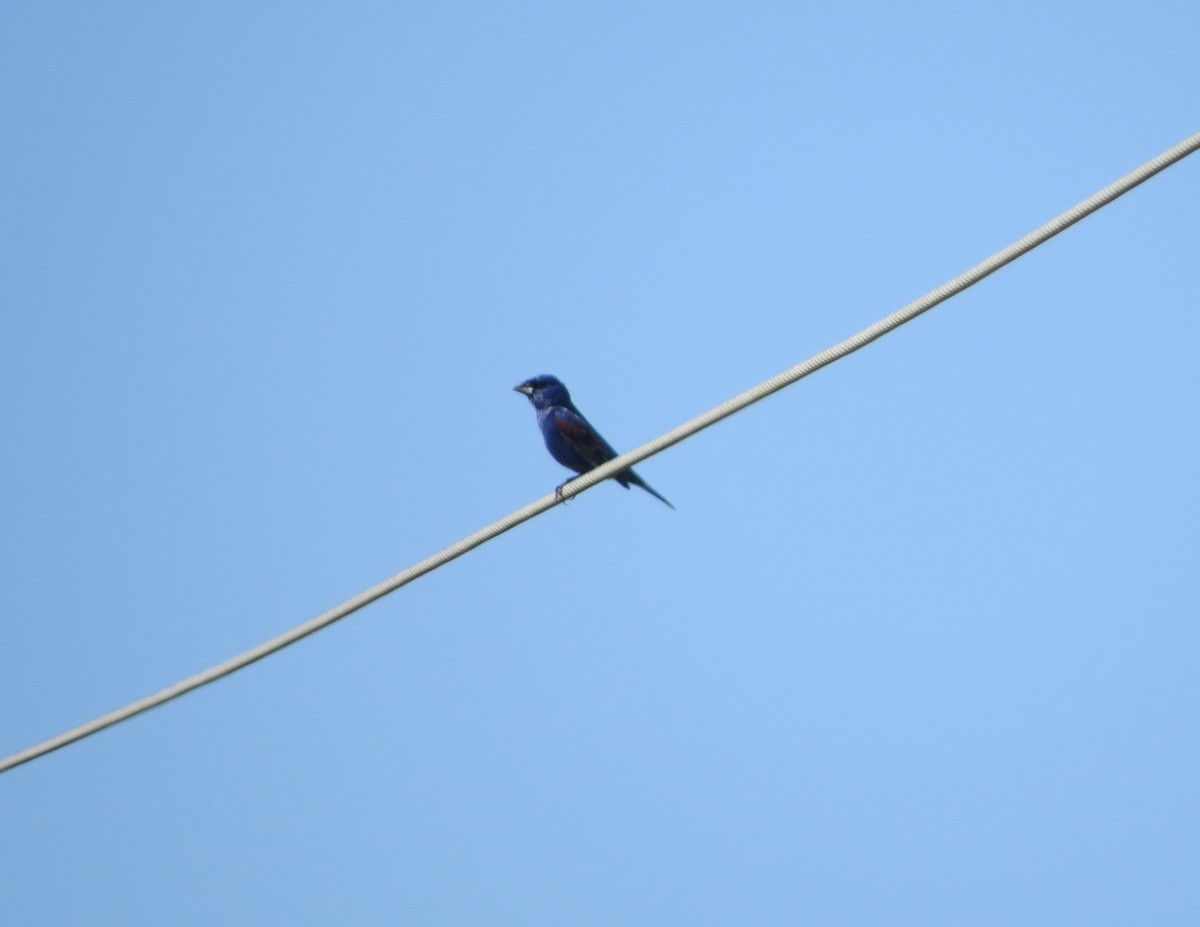 Blue Grosbeak - ML618440178