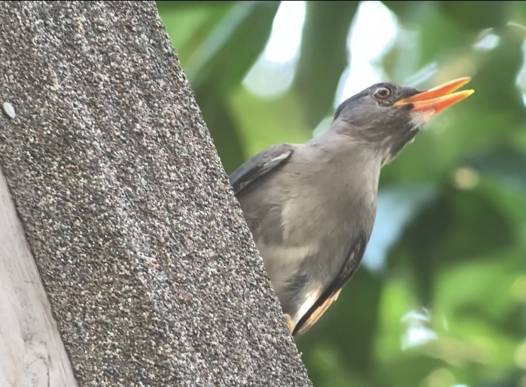 White-chinned Thrush - ML618440206