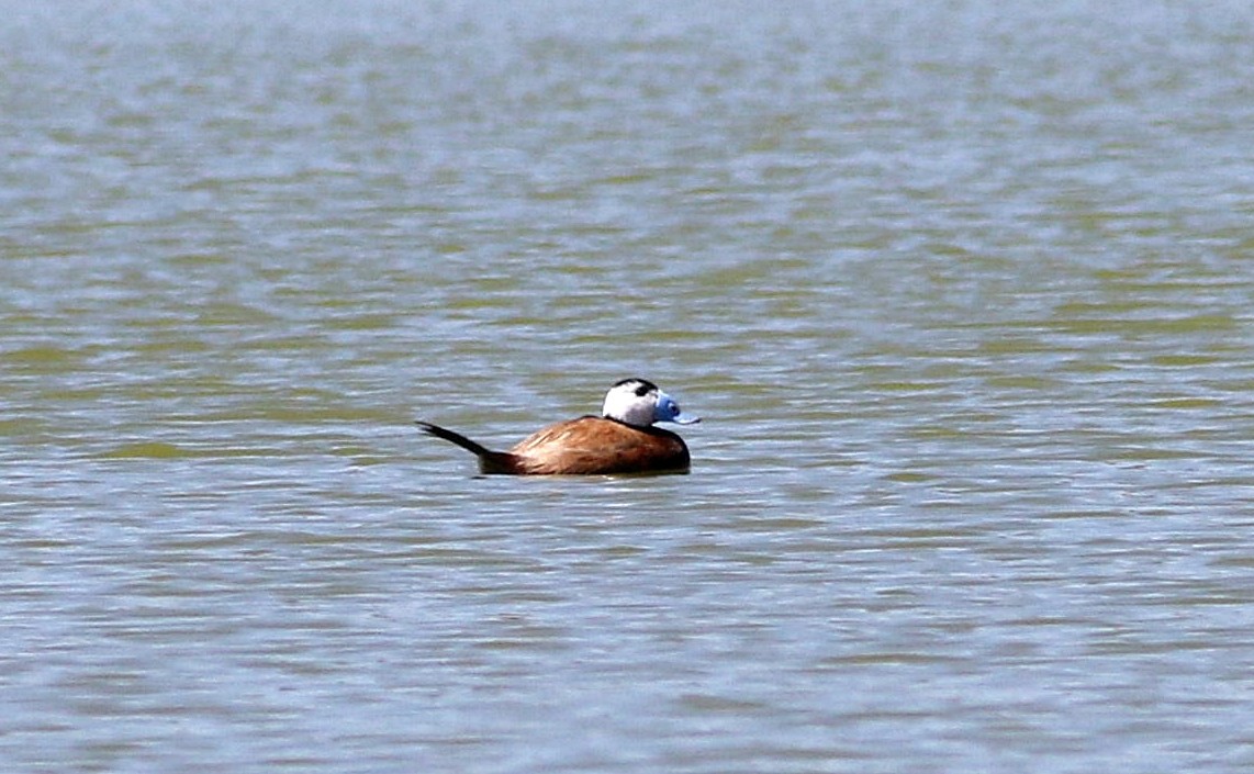 White-headed Duck - ML618440215