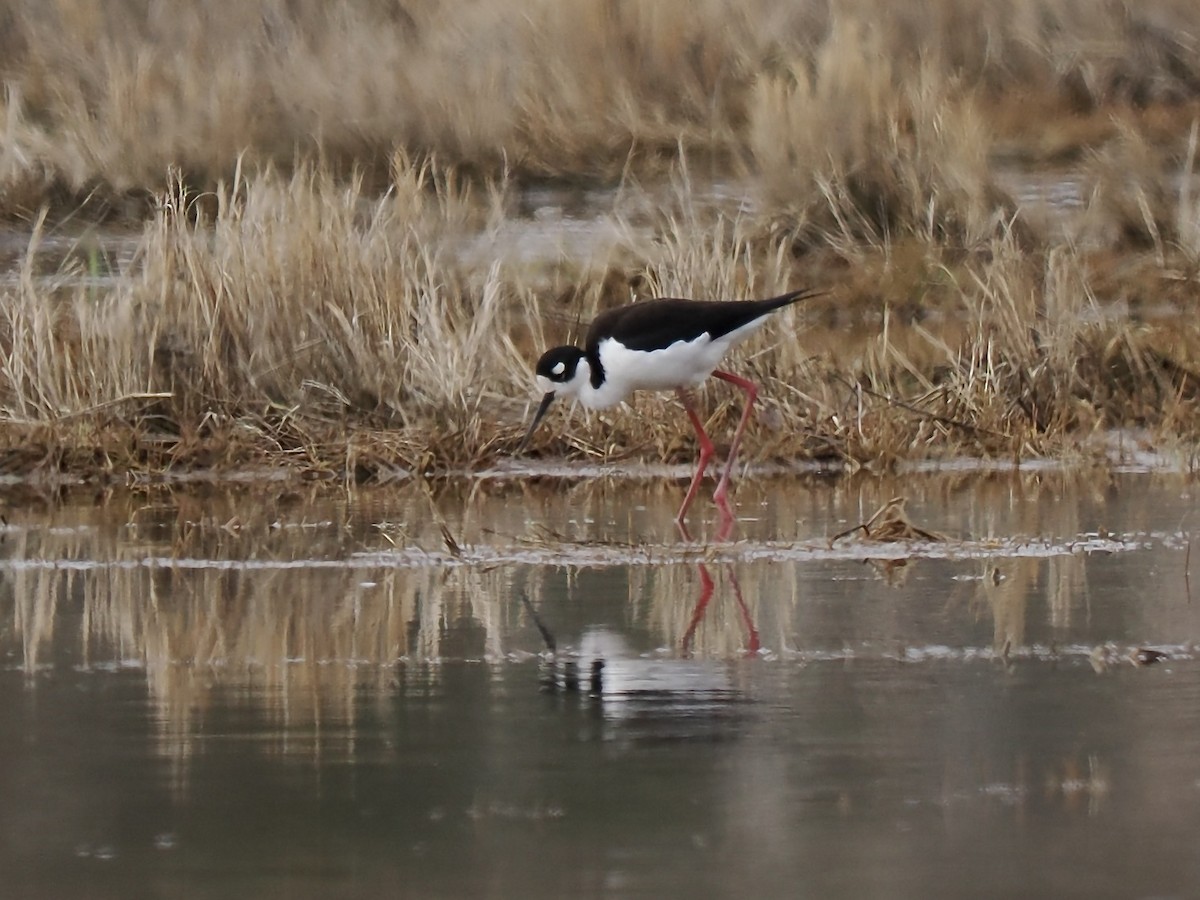 Black-necked Stilt - Jim Sparrell