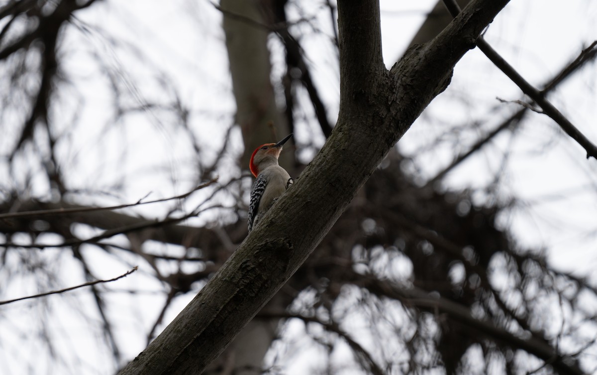 Red-bellied Woodpecker - ML618440240