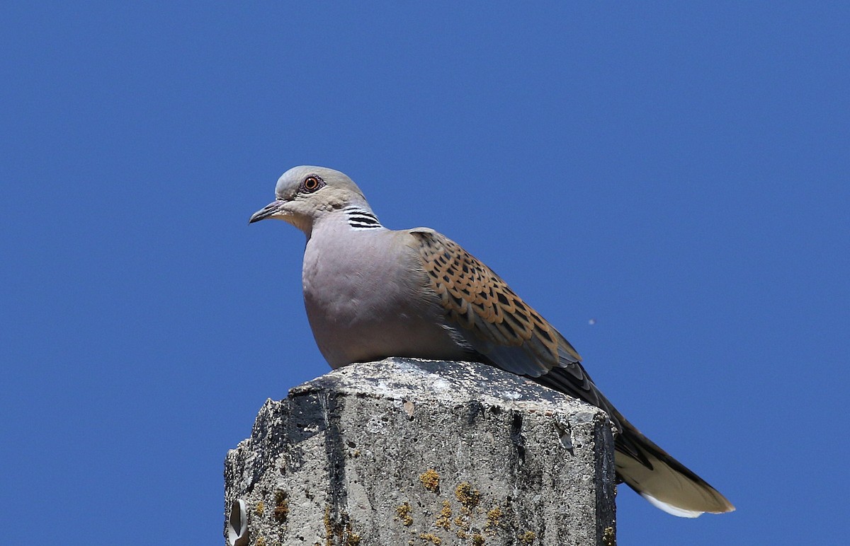 European Turtle-Dove - ML618440249