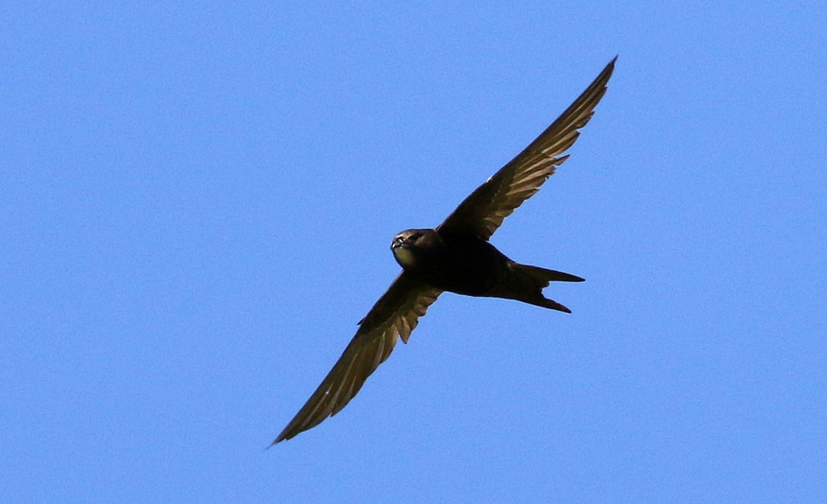 Common Swift - ML618440278