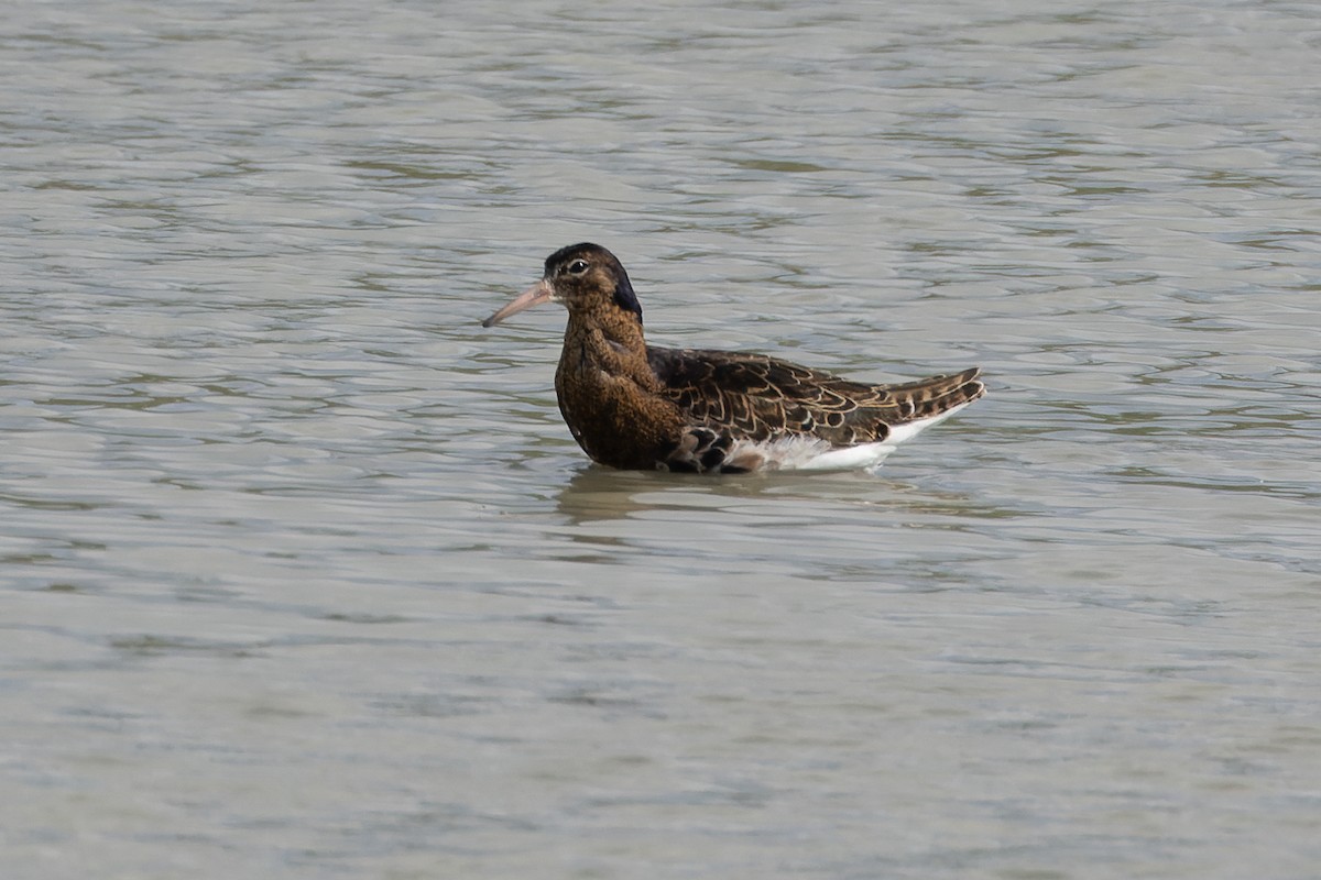 Kampfläufer - ML618440288