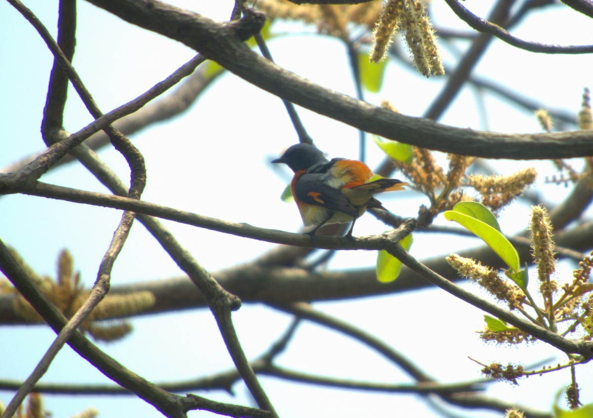 Small Minivet - ML618440318