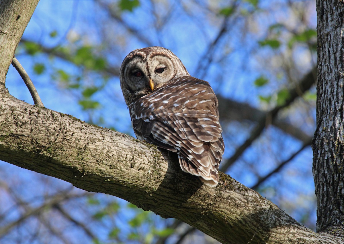 Barred Owl - ML618440322