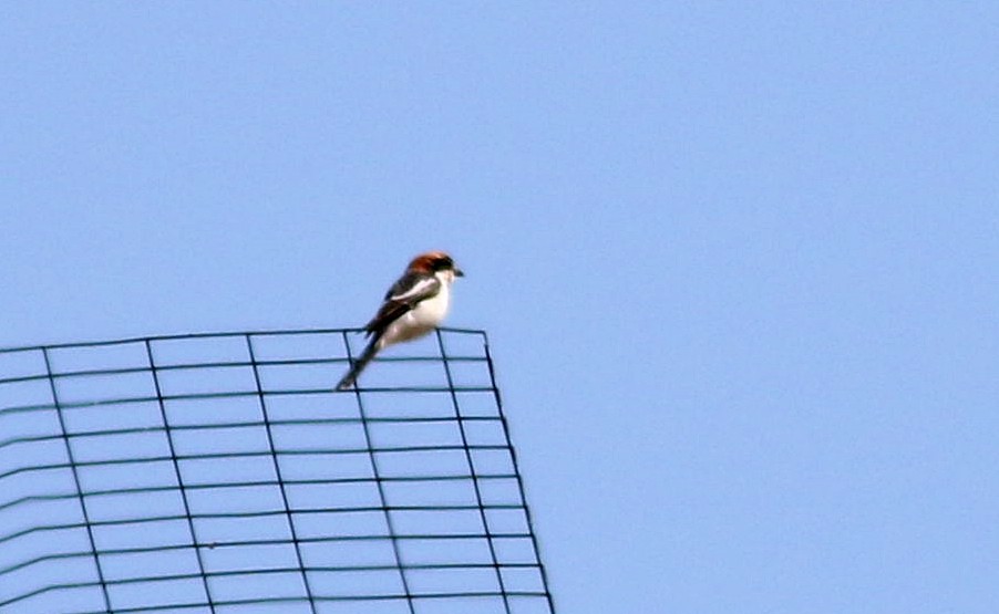 Woodchat Shrike - ML618440326