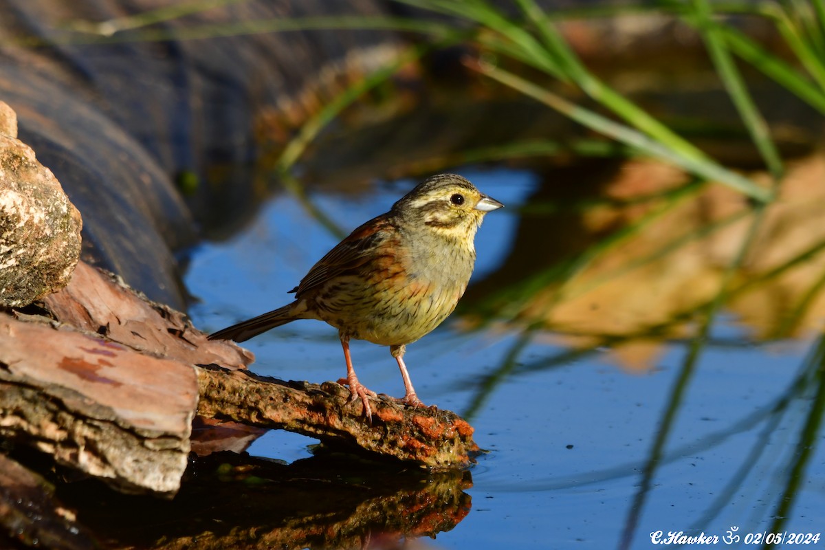 Hesi-berdantza - ML618440336