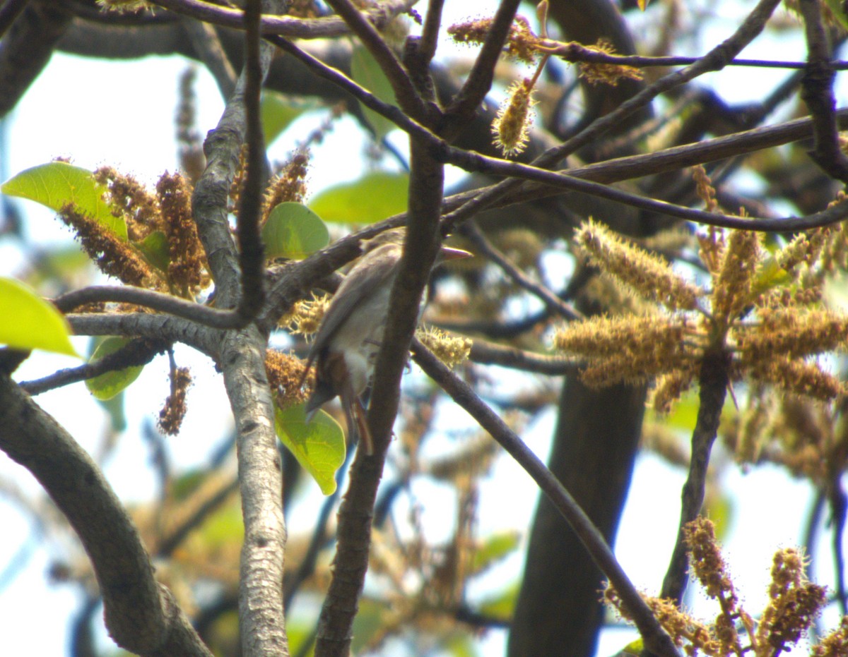 Rusty-tailed Flycatcher - ML618440355