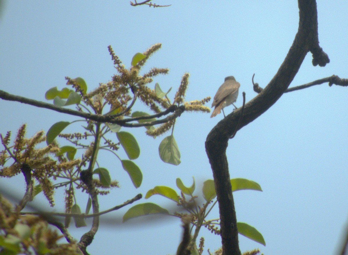 Rusty-tailed Flycatcher - ML618440356