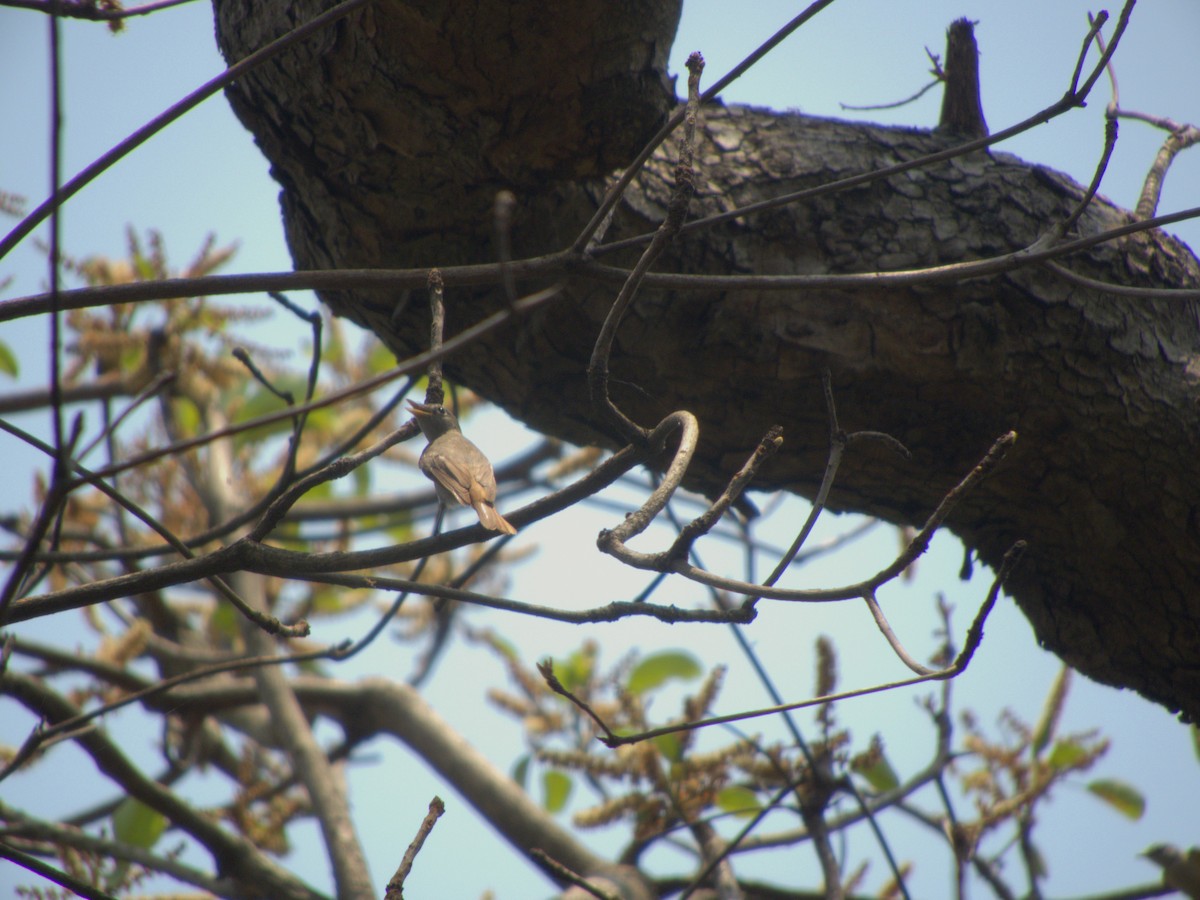 Rusty-tailed Flycatcher - Indrajit Poirah