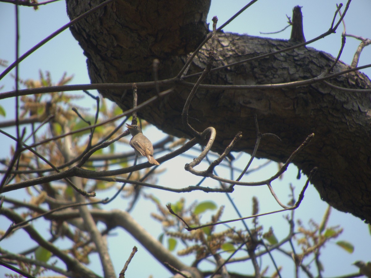 Rusty-tailed Flycatcher - ML618440357