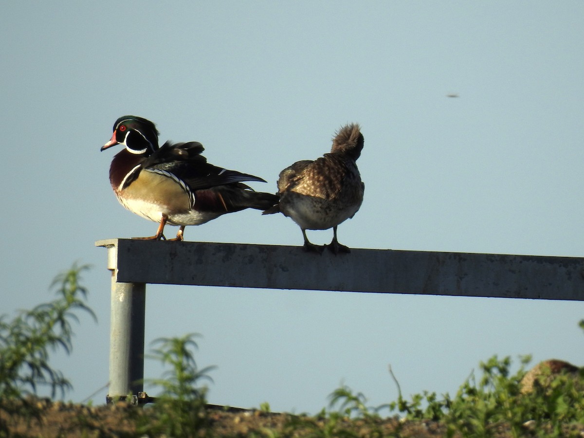 Wood Duck - ML618440358