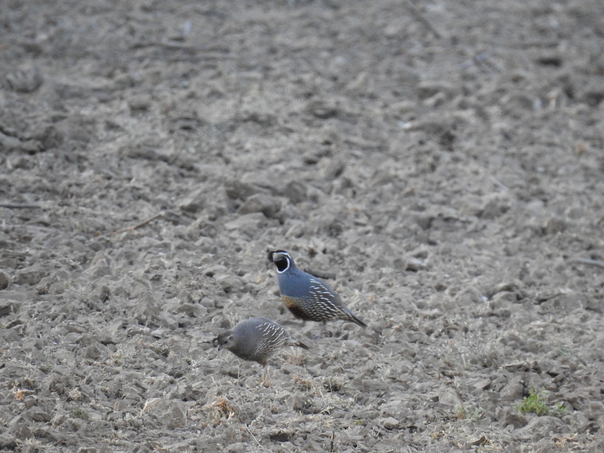 California Quail - ML618440372