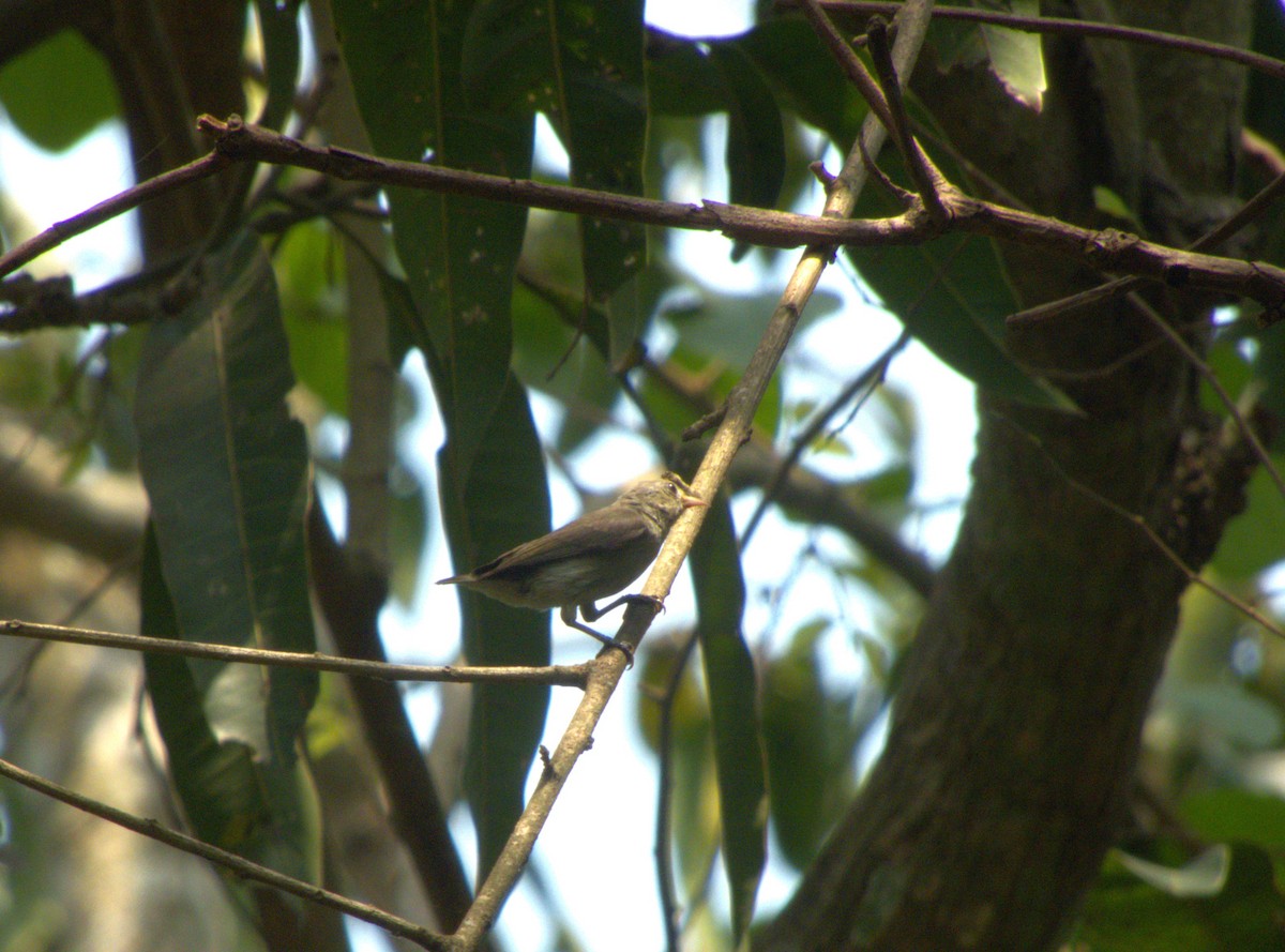 Pale-billed Flowerpecker - ML618440378