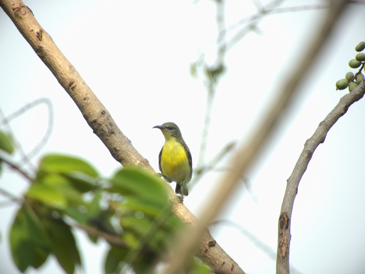 Purple-rumped Sunbird - ML618440386