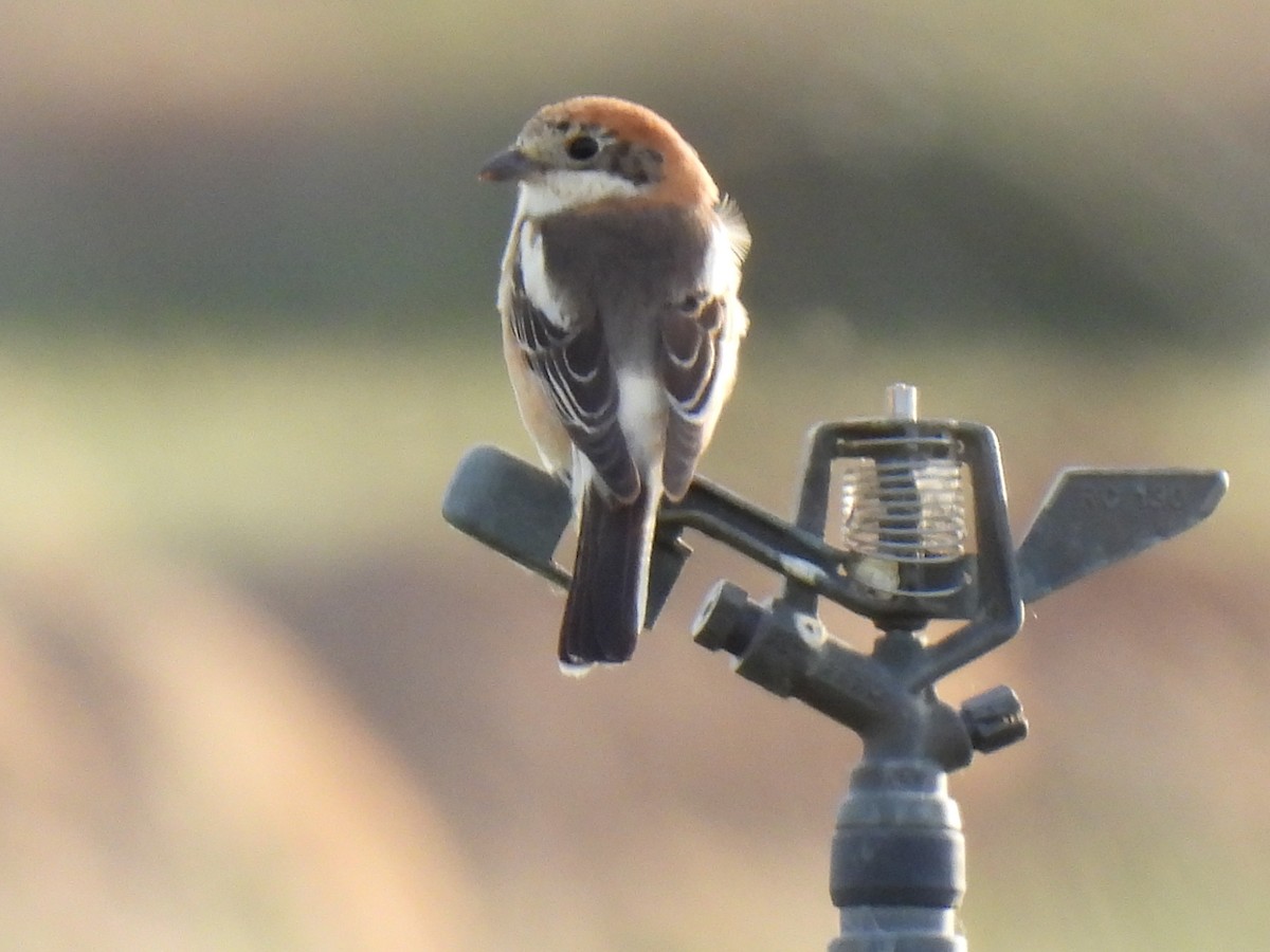 Woodchat Shrike - ML618440387