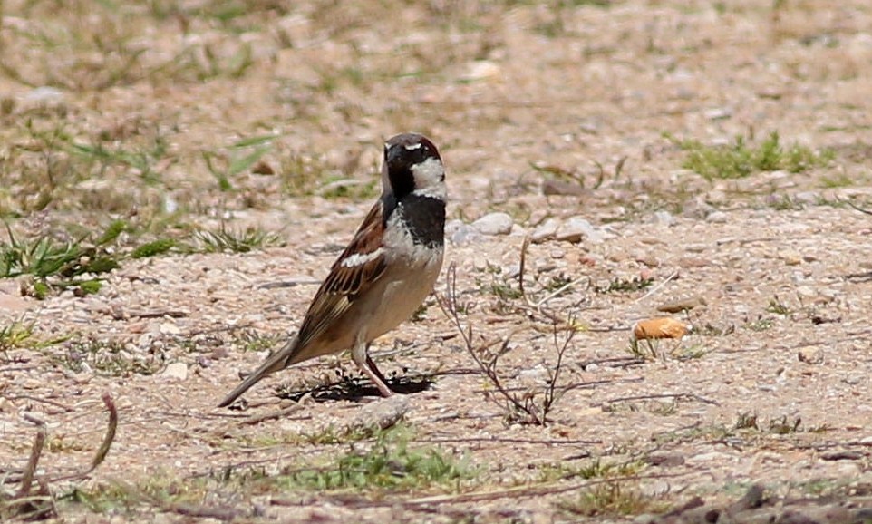 House Sparrow - ML618440395