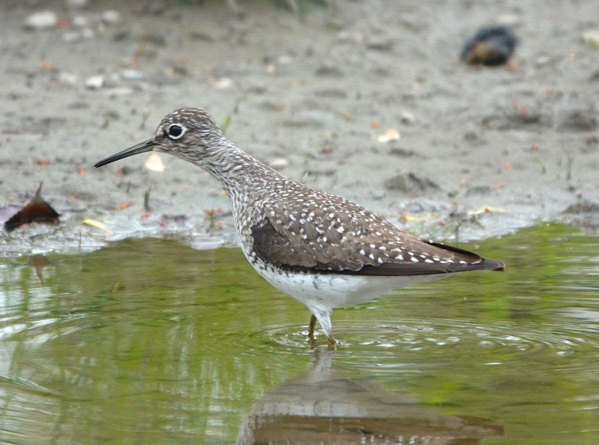Solitary Sandpiper - Jerry McWilliams