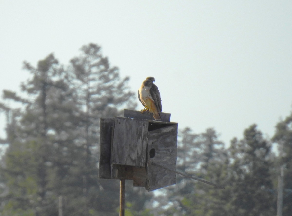 Red-tailed Hawk - ML618440404