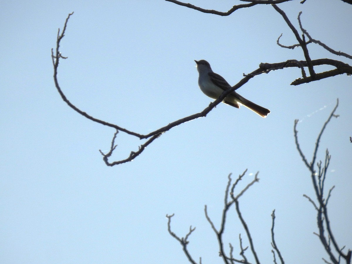 Ash-throated Flycatcher - ML618440418