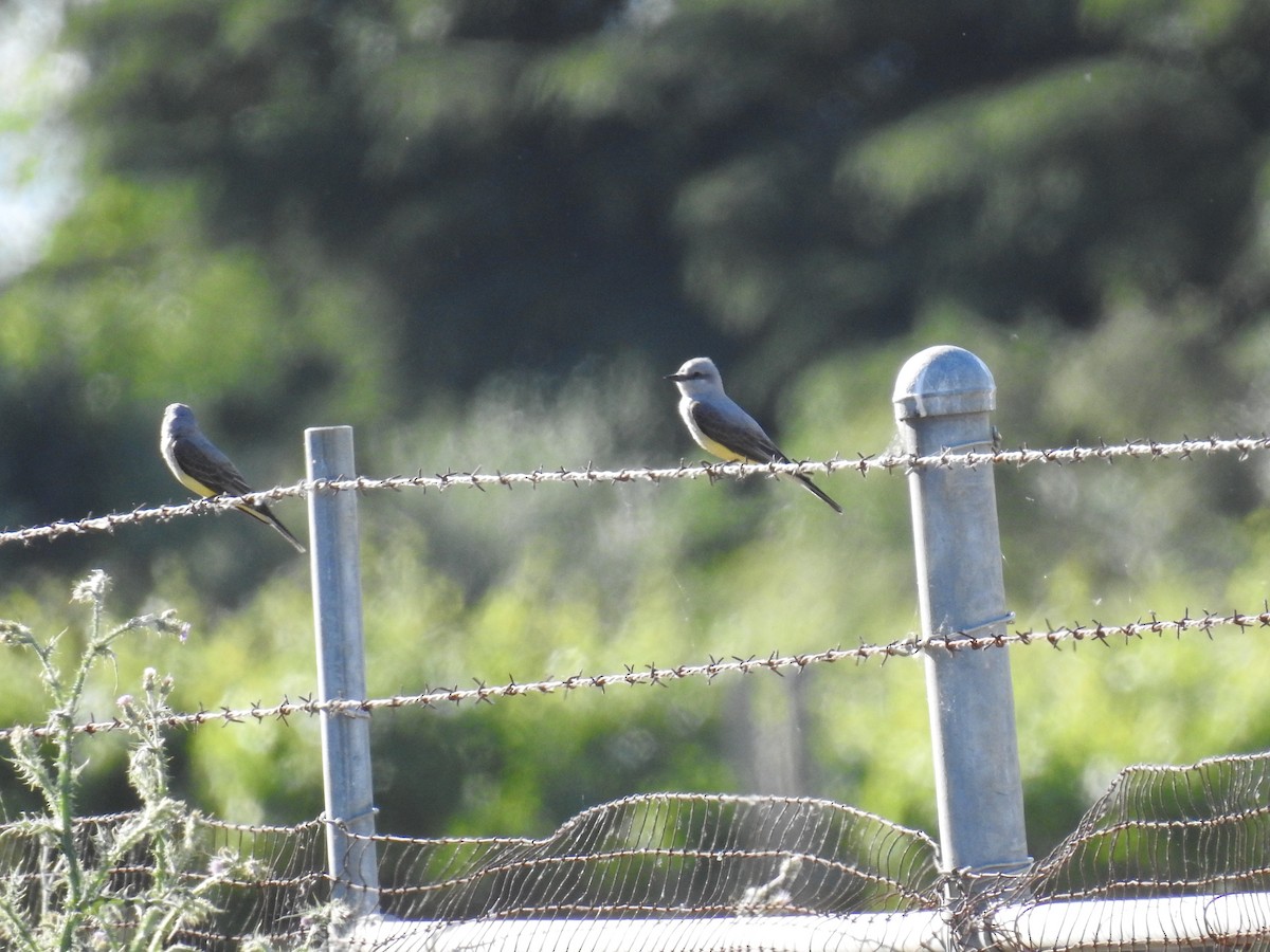 Western Kingbird - ML618440426