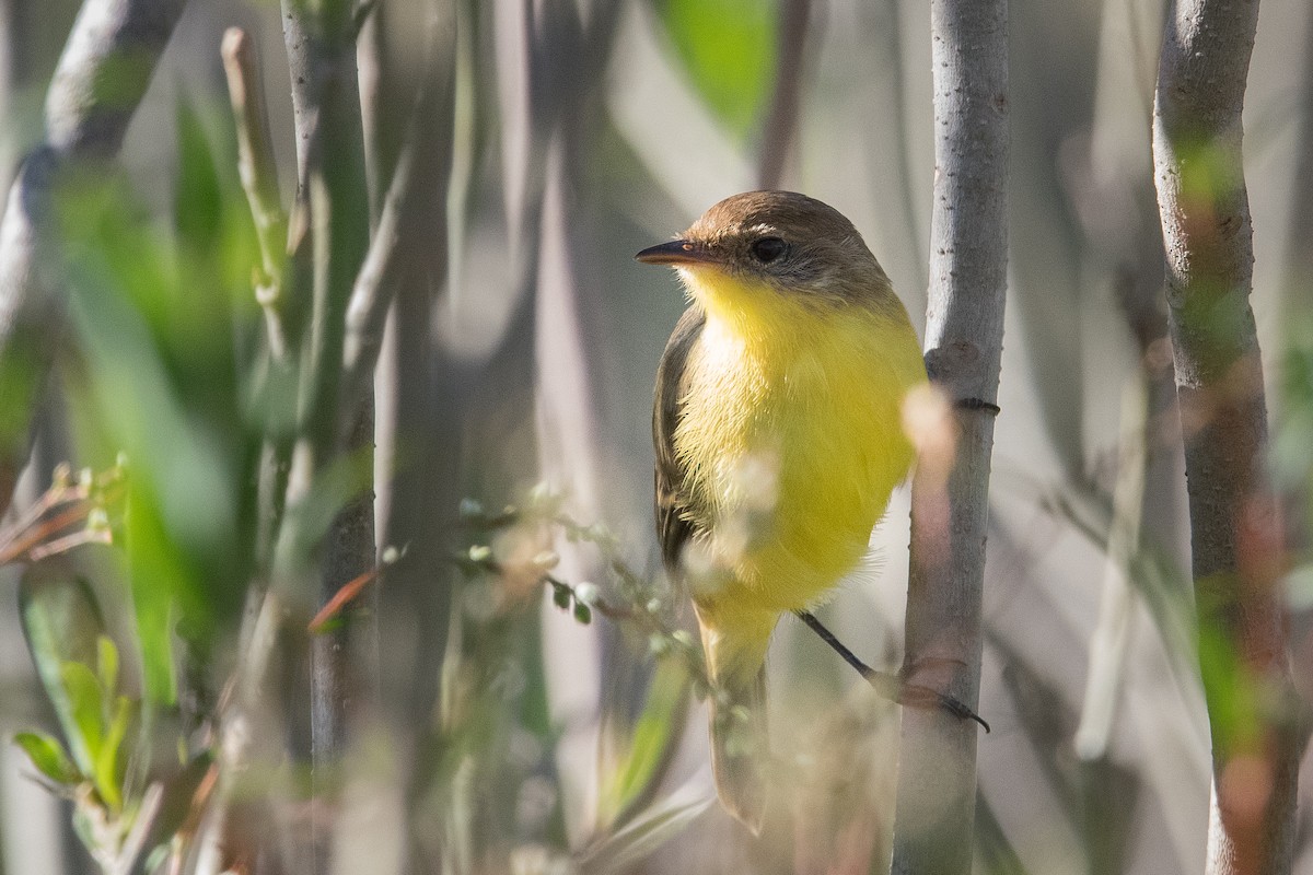 Warbling Doradito - Claudio Martin