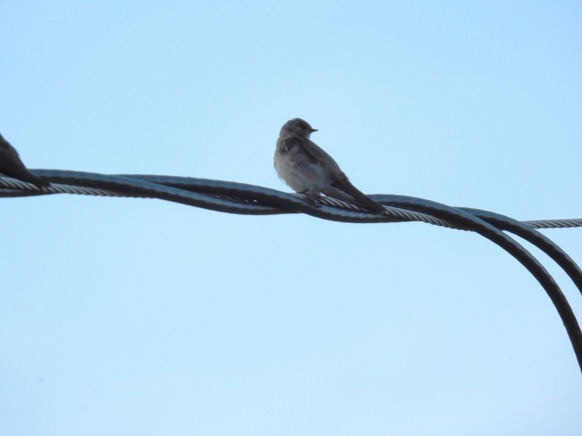 Northern Rough-winged Swallow - ML618440440