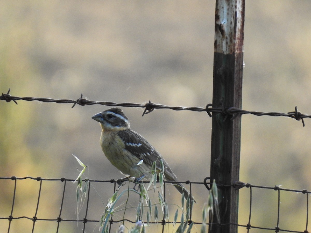 Black-headed Grosbeak - ML618440479