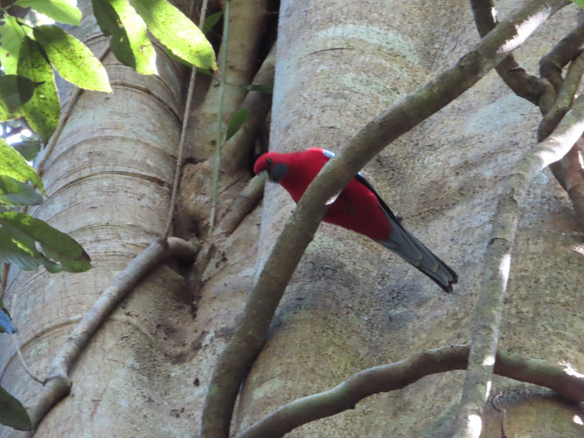 Crimson Rosella - ML618440495