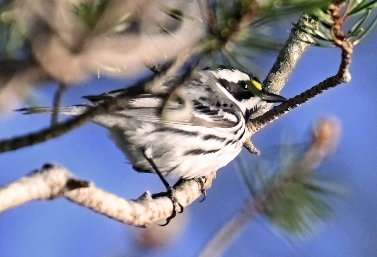 Black-throated Gray Warbler - Tess  Nelkie