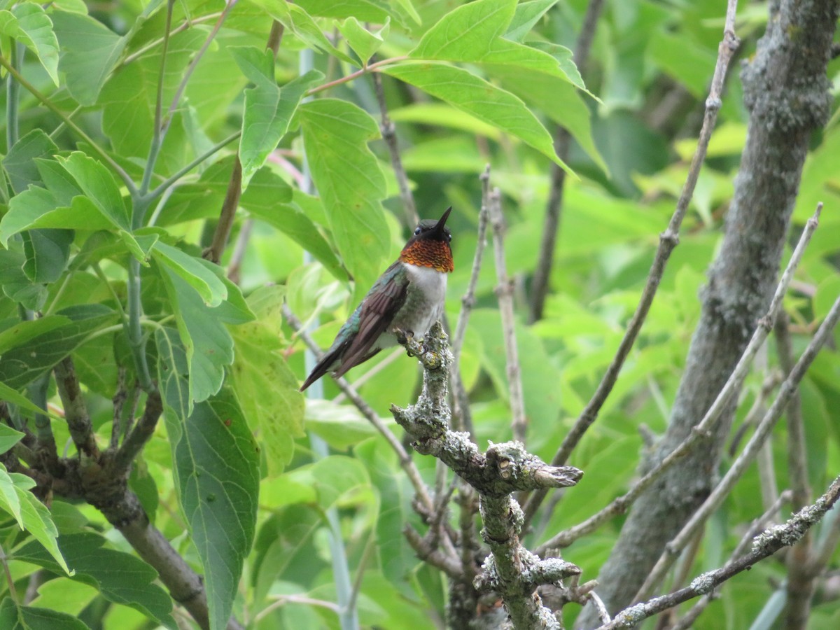 Colibrí Gorjirrubí - ML618440529