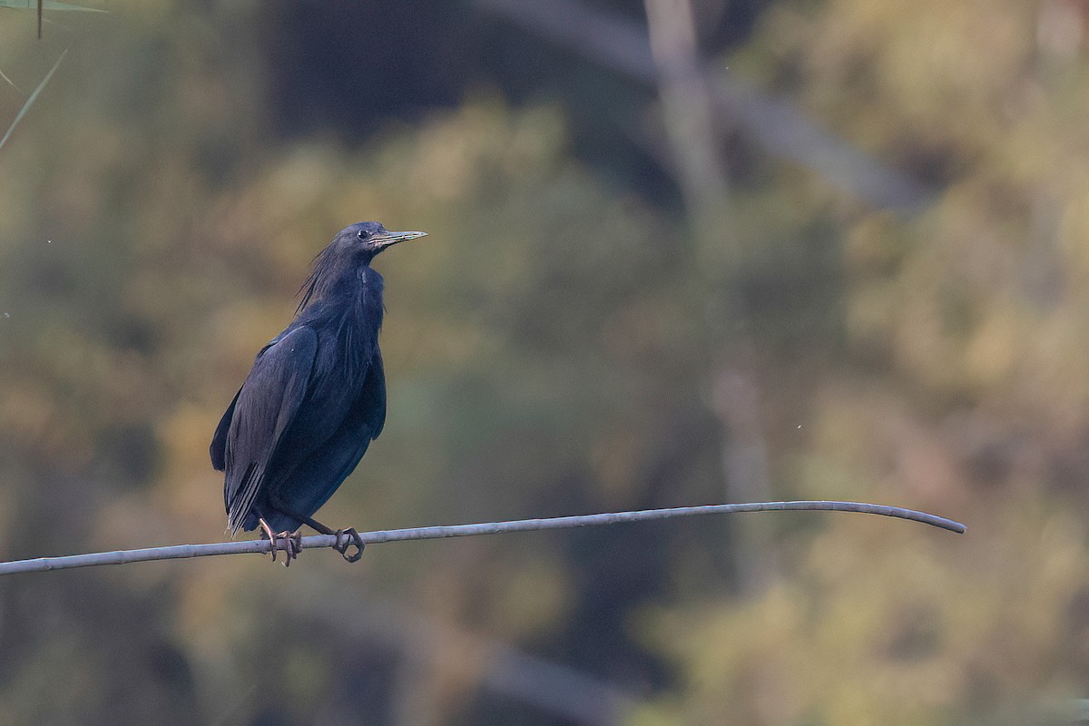 Black Heron - ML618440552