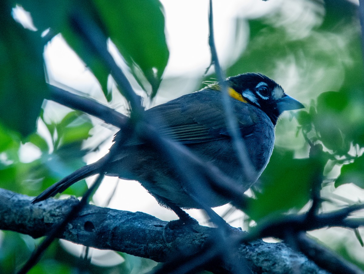 White-eared Ground-Sparrow - Mel & Deb Broten