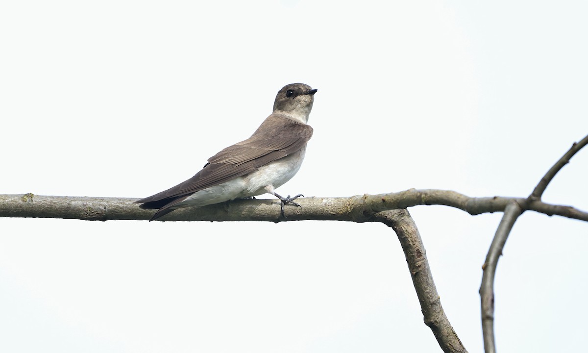 Northern Rough-winged Swallow - Evan Larson