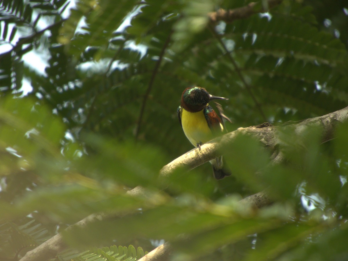 Purple-rumped Sunbird - ML618440642