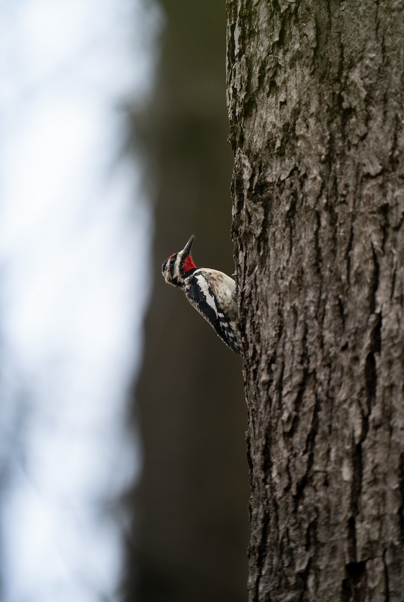 Yellow-bellied Sapsucker - ML618440650