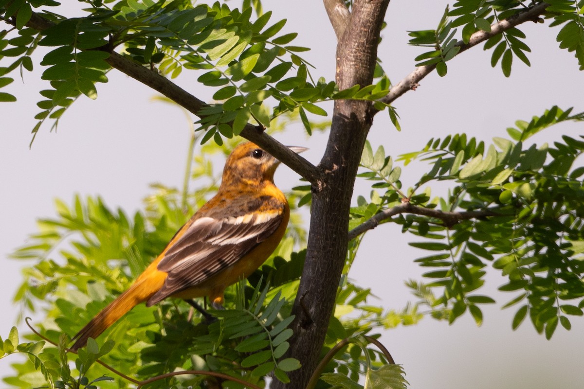 Baltimore Oriole - Bill Mitchell