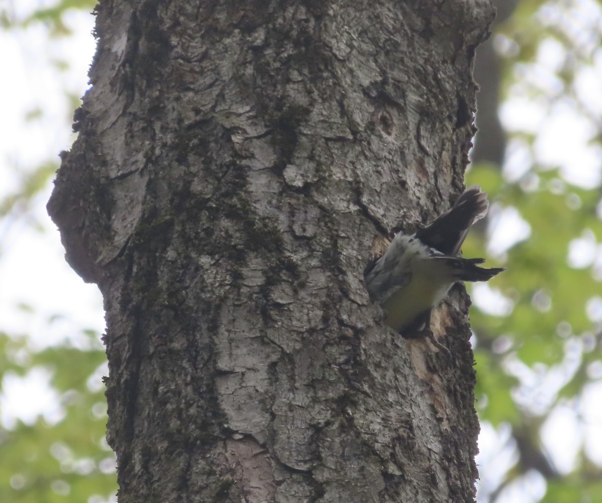 Yellow-bellied Sapsucker - ML618440681