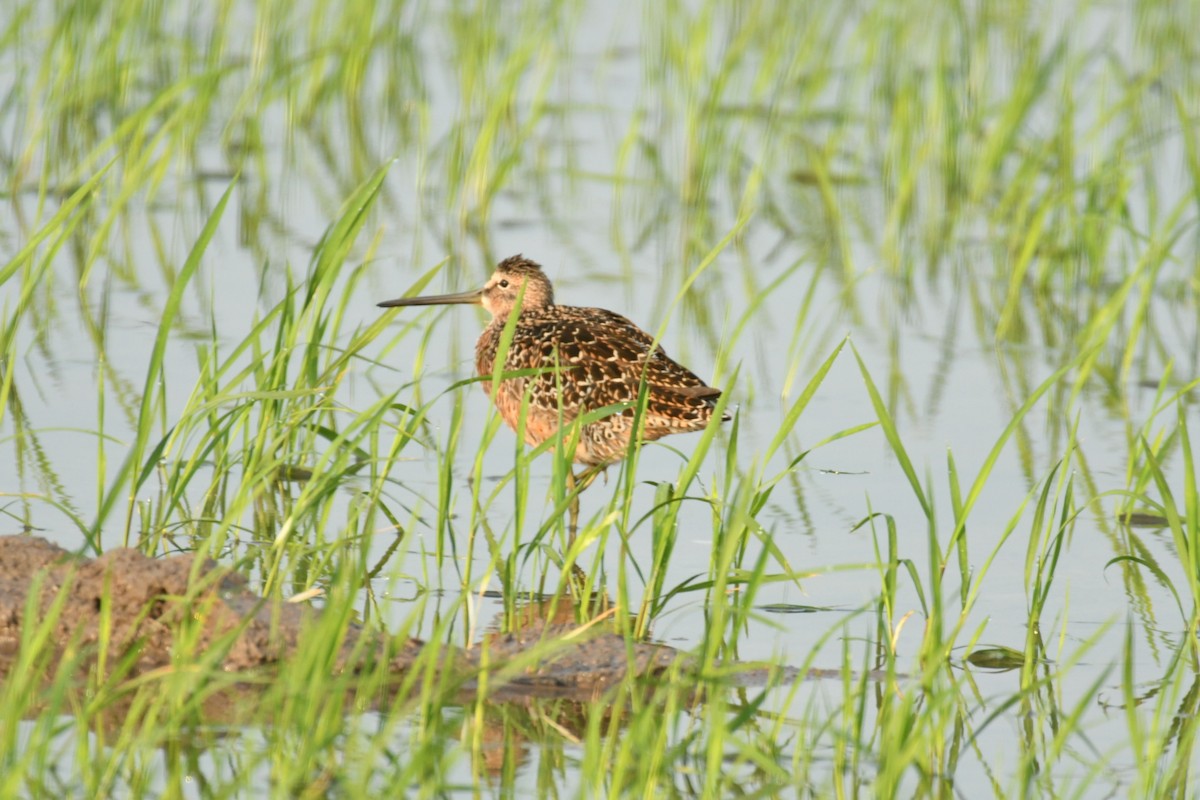 Long-billed Dowitcher - ML618440702