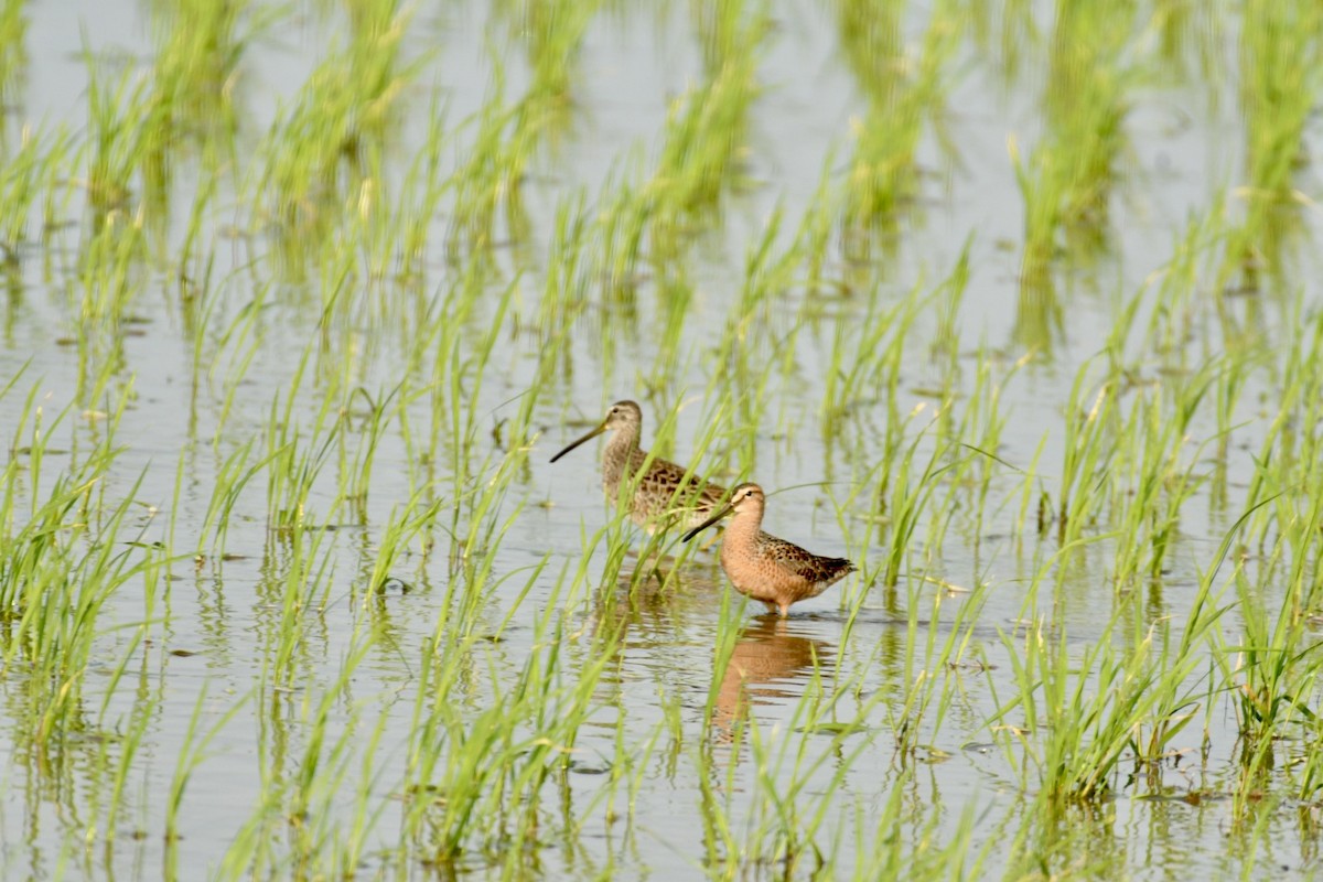 Long-billed Dowitcher - ML618440704