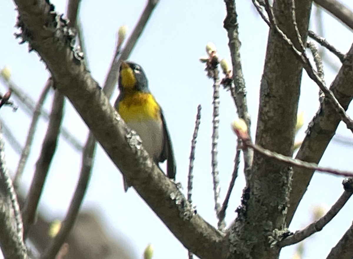 Northern Parula - Magill Weber