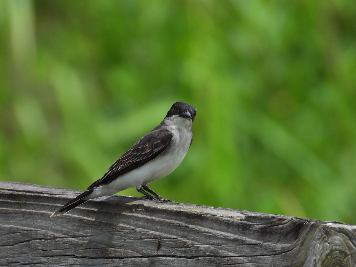 Eastern Kingbird - ML618440772